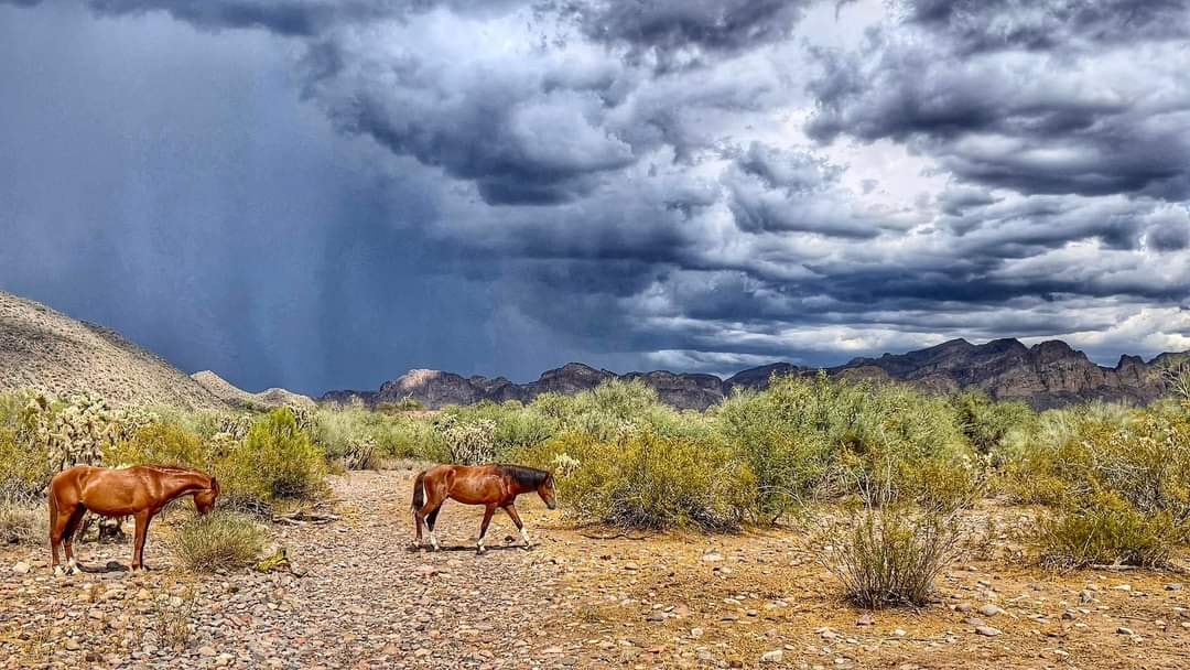 To feed or not to feed.