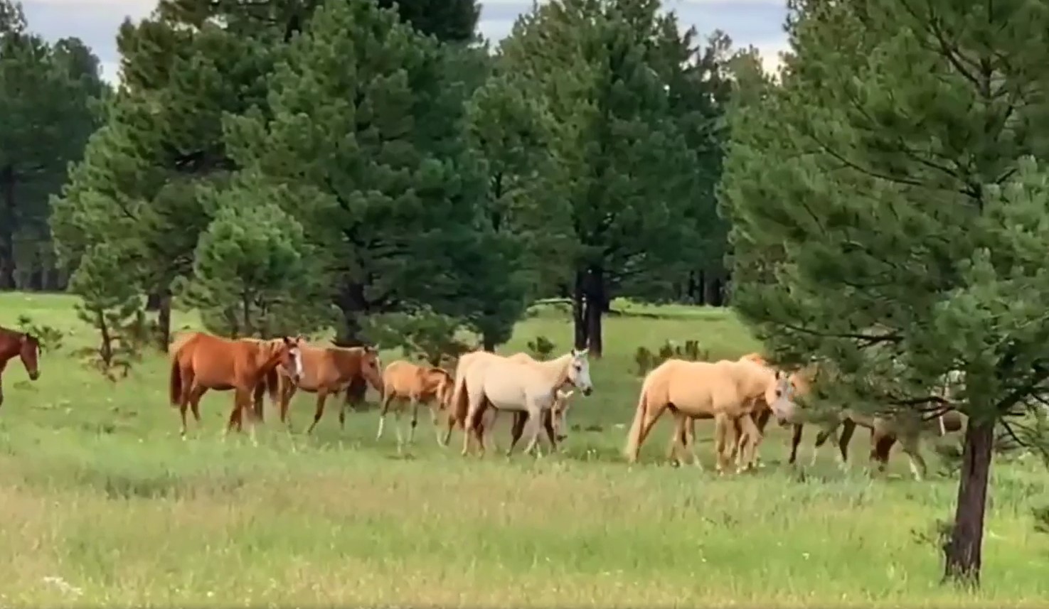 Call Now: Apache Sitgreaves Forest Service is continuing with the removal of Alpine wild horses