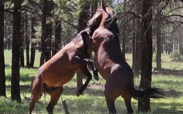 WMI Central: Aug. 10 Horse Auction