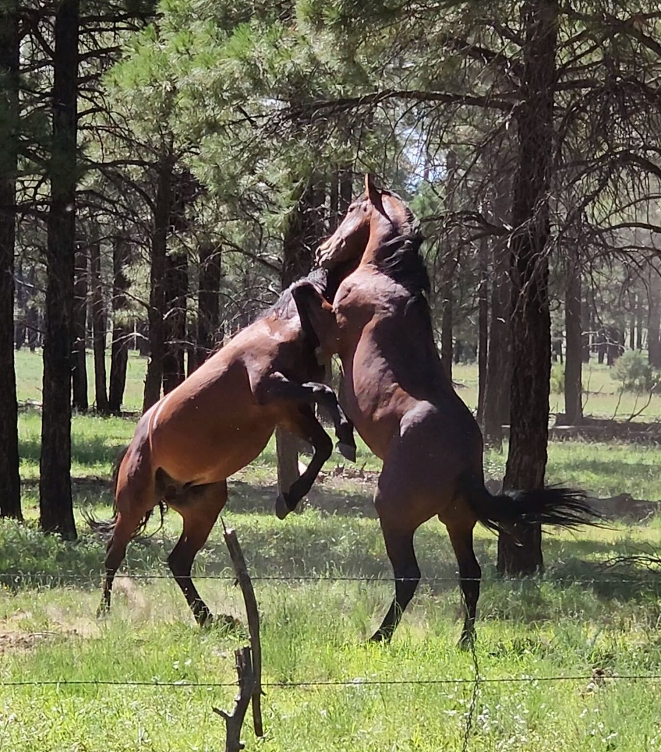 WMI Central: Aug. 10 Horse Auction