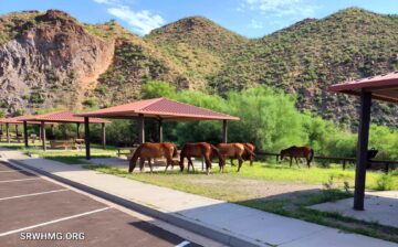 What a great day for a picnic in the Tonto National Forest!