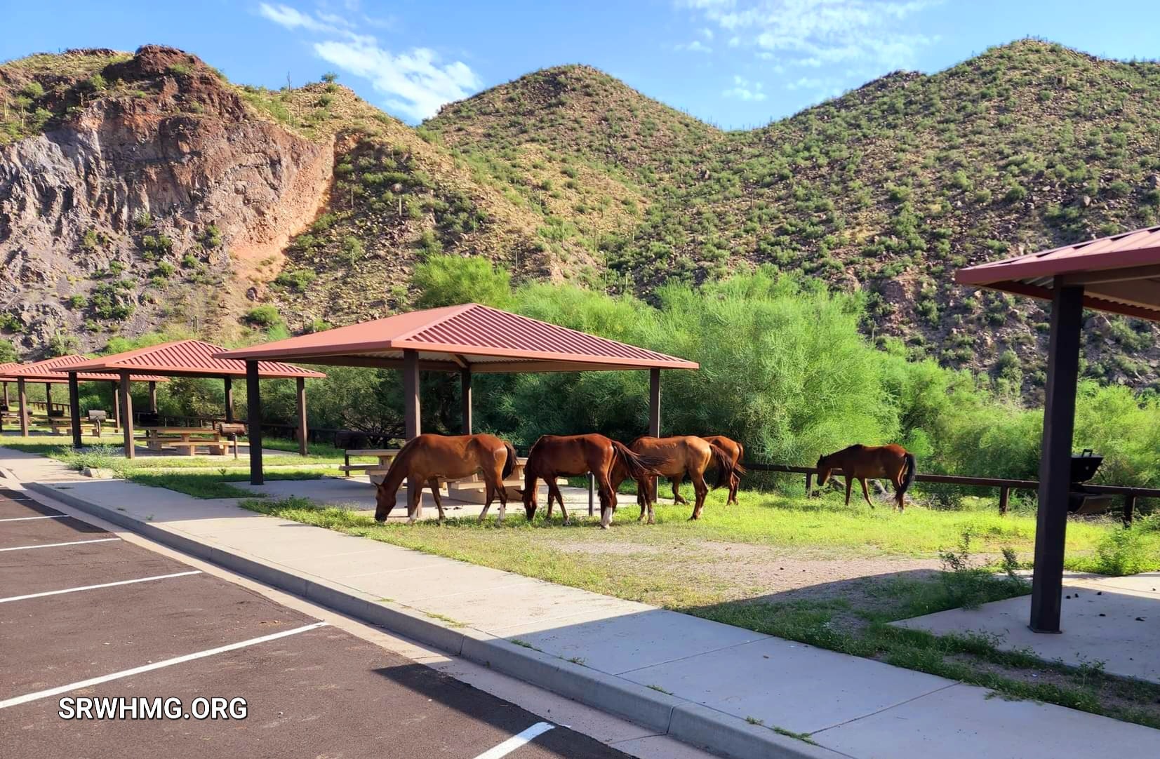 What a great day for a picnic in the Tonto National Forest!
