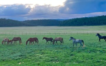 Breaking:  Judge denies motion to protect Alpine wild horses from potential slaughter.
