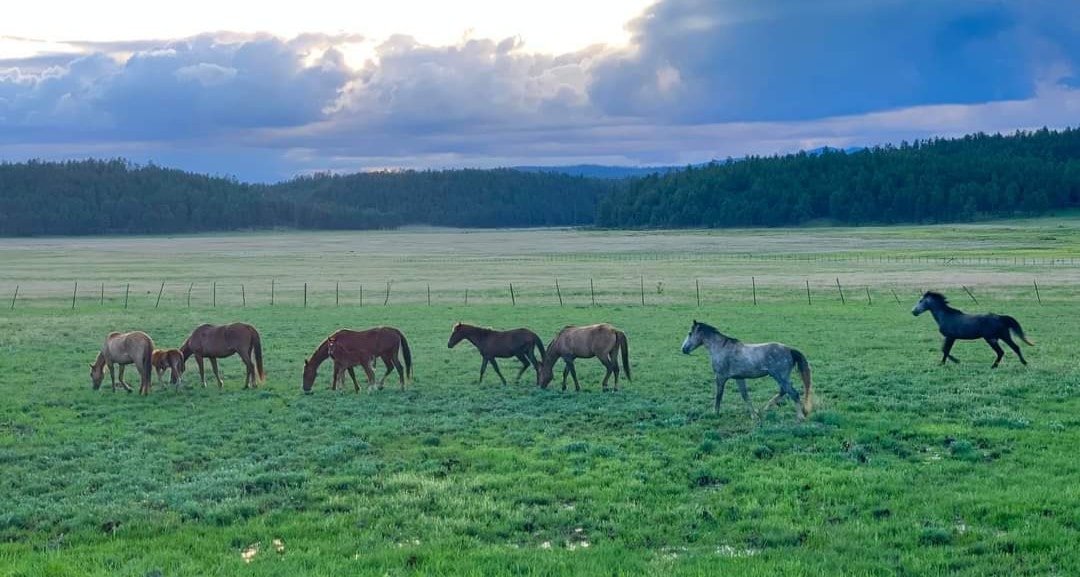Breaking:  Judge denies motion to protect Alpine wild horses from potential slaughter.
