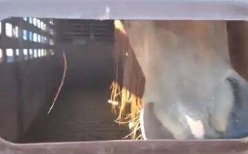 This is a killbuyer’s trailer- it’s both for cattle and horses.