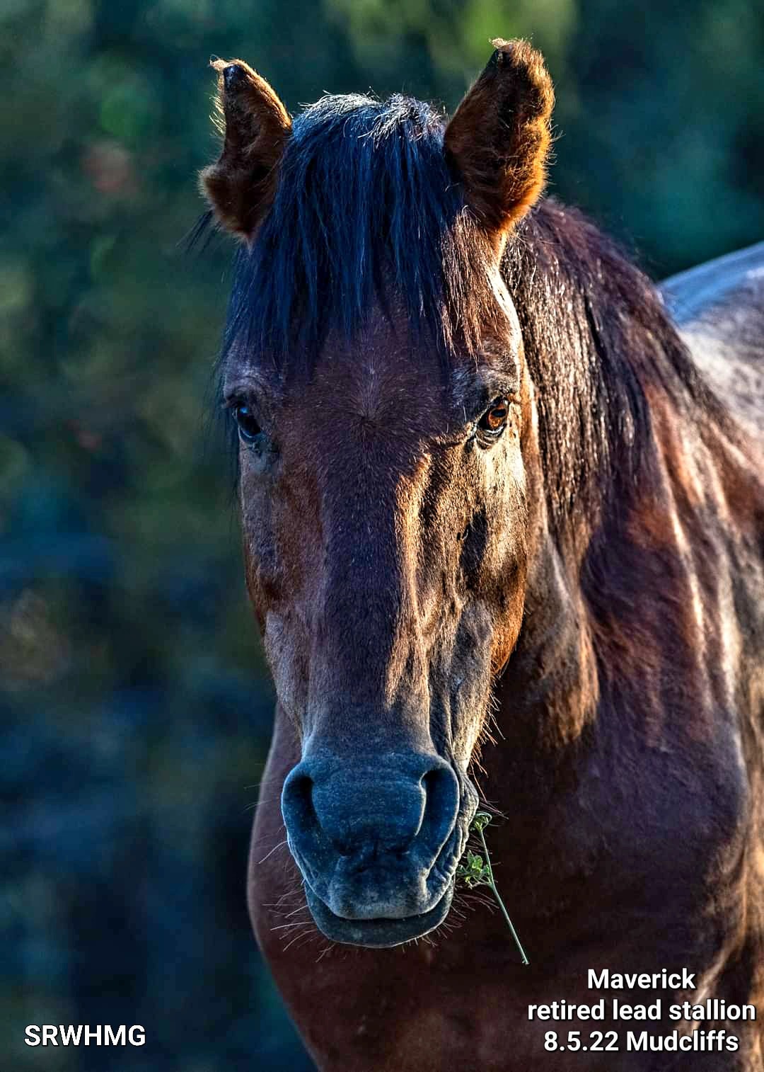 We get this question a lot. How long do wild horses live?