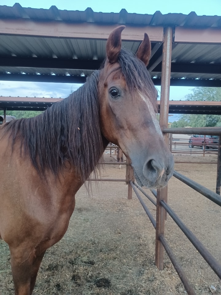Update on our rescued slaughter horse