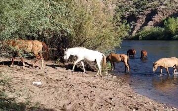 [Video] Horses strolling by the water