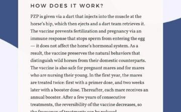 Don’t fall for misinformation about PZP fertility control for wild horses.