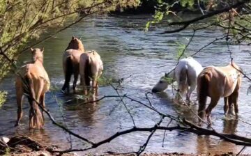 [Video] How much do you love wild horses, and why?