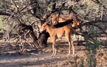 An adorable video for foal Friday of…..Mirabelle!