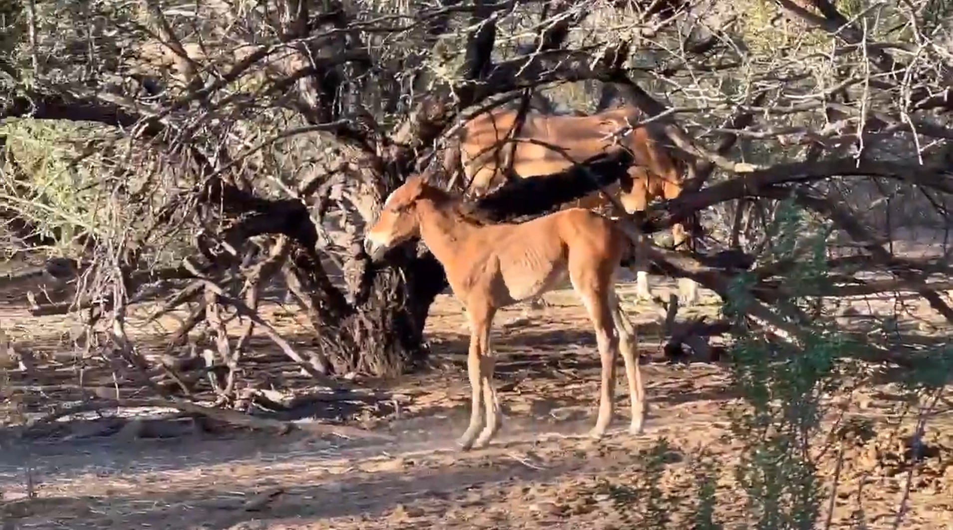 An adorable video for foal Friday of…..Mirabelle!