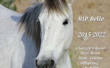 Our real nightmare. – In memory of Belle