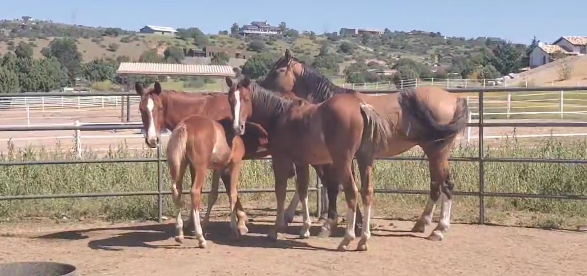 Watch little training video of our little Alpine wild horse band.