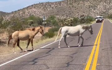 💕💪 Managing wild horses is a labor of love!