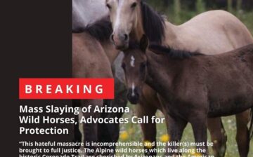 BREAKING: Mass Slaying of Alpine Wild Horses