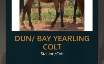 Fundraiser!🙋‍♀️The auction of the Alpine wild horses is online!