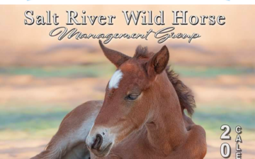 🐴 Buy 2 of our spectacular Wild Horse Calendars and get 1 FREE!