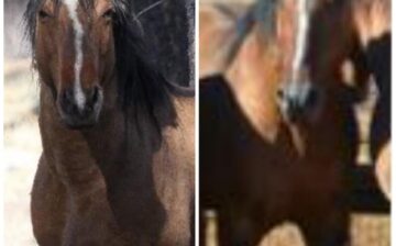 A once proud stallion now homeless and on sale for just 50 dollars