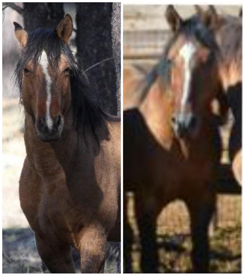 A once proud stallion now homeless and on sale for just 50 dollars