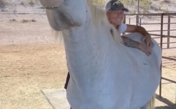 This is what retirement looks like for a beloved 25-30 yr old Salt River wild horse.