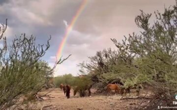 Yes we now also have a TikTok @SaltRiverWildHorses!