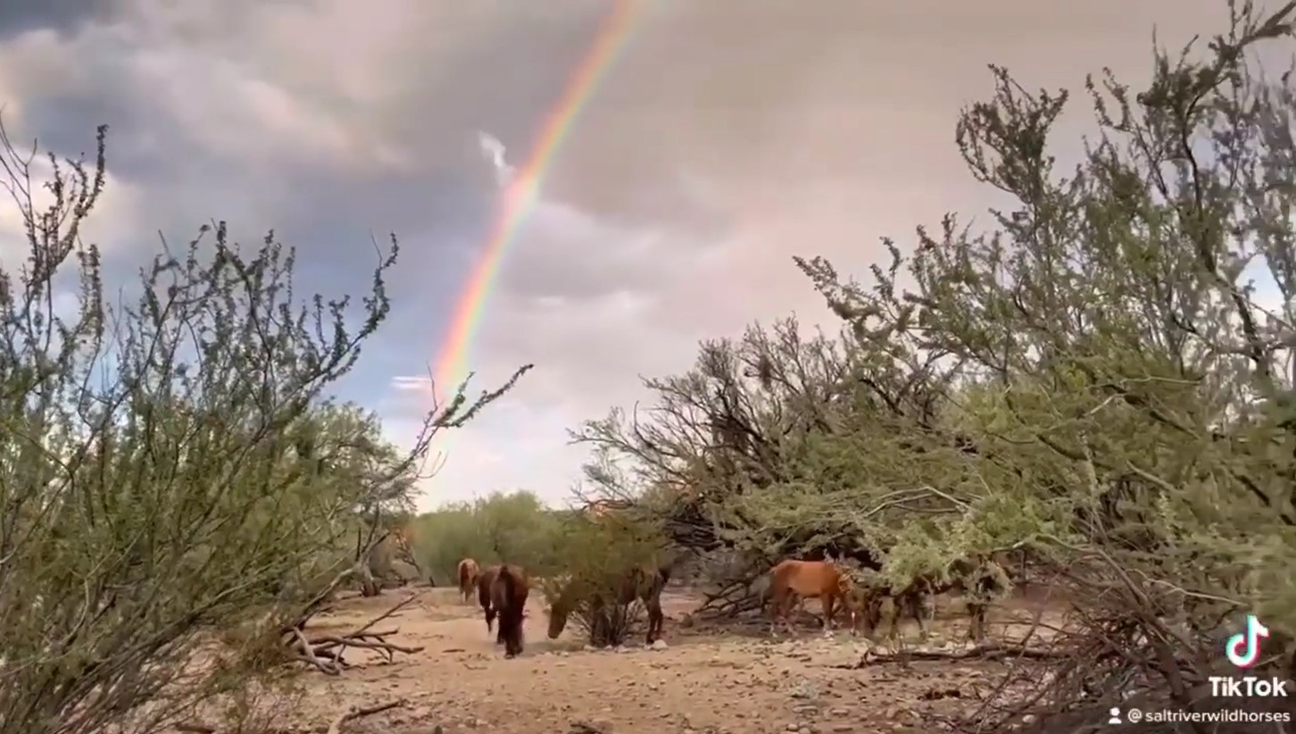 Yes we now also have a TikTok @SaltRiverWildHorses!