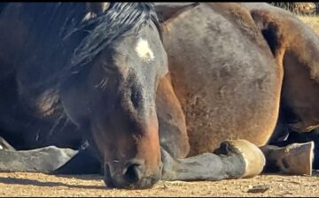 We did it again! 16 Alpine wild horses rescued from auction