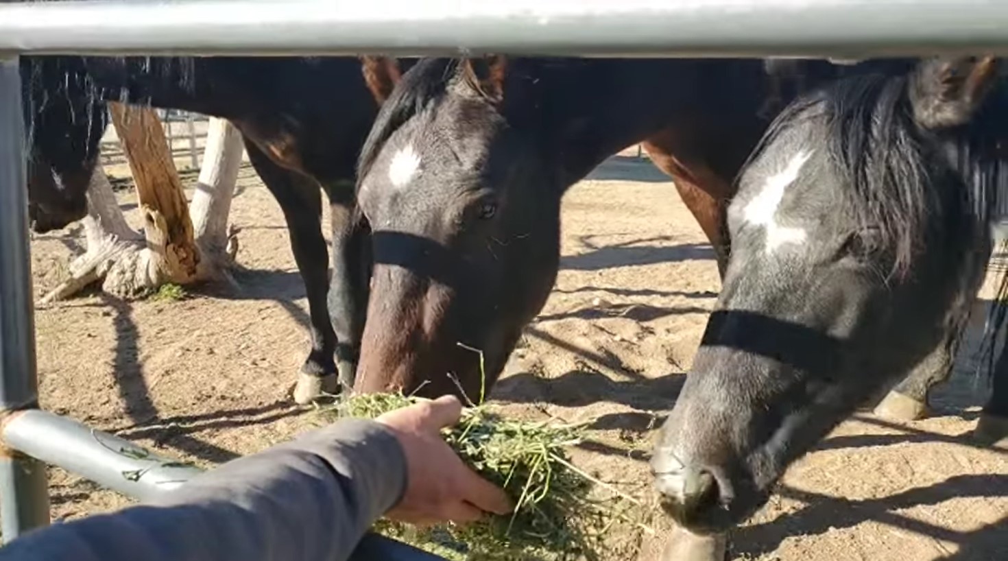 [Video] Alpine wild horses getting acclimated!