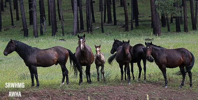 Reunion of rescued Alpine wild horses! Apache finds his lead mare Kiowa!