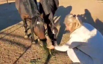 Please Help us help more of them! 🐴🐴🐴