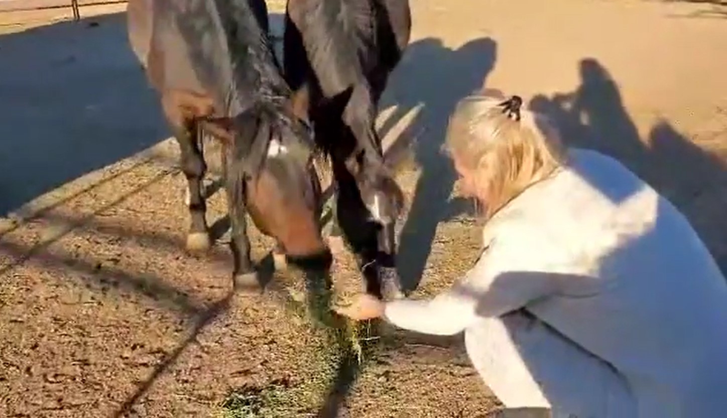 Please Help us help more of them! 🐴🐴🐴