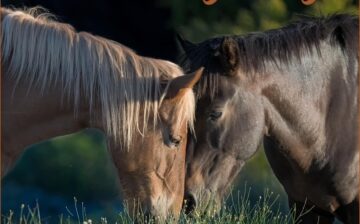 It’s the biggest sales weekend of the year- we have sales on wild horse merchandise and calendars!!
