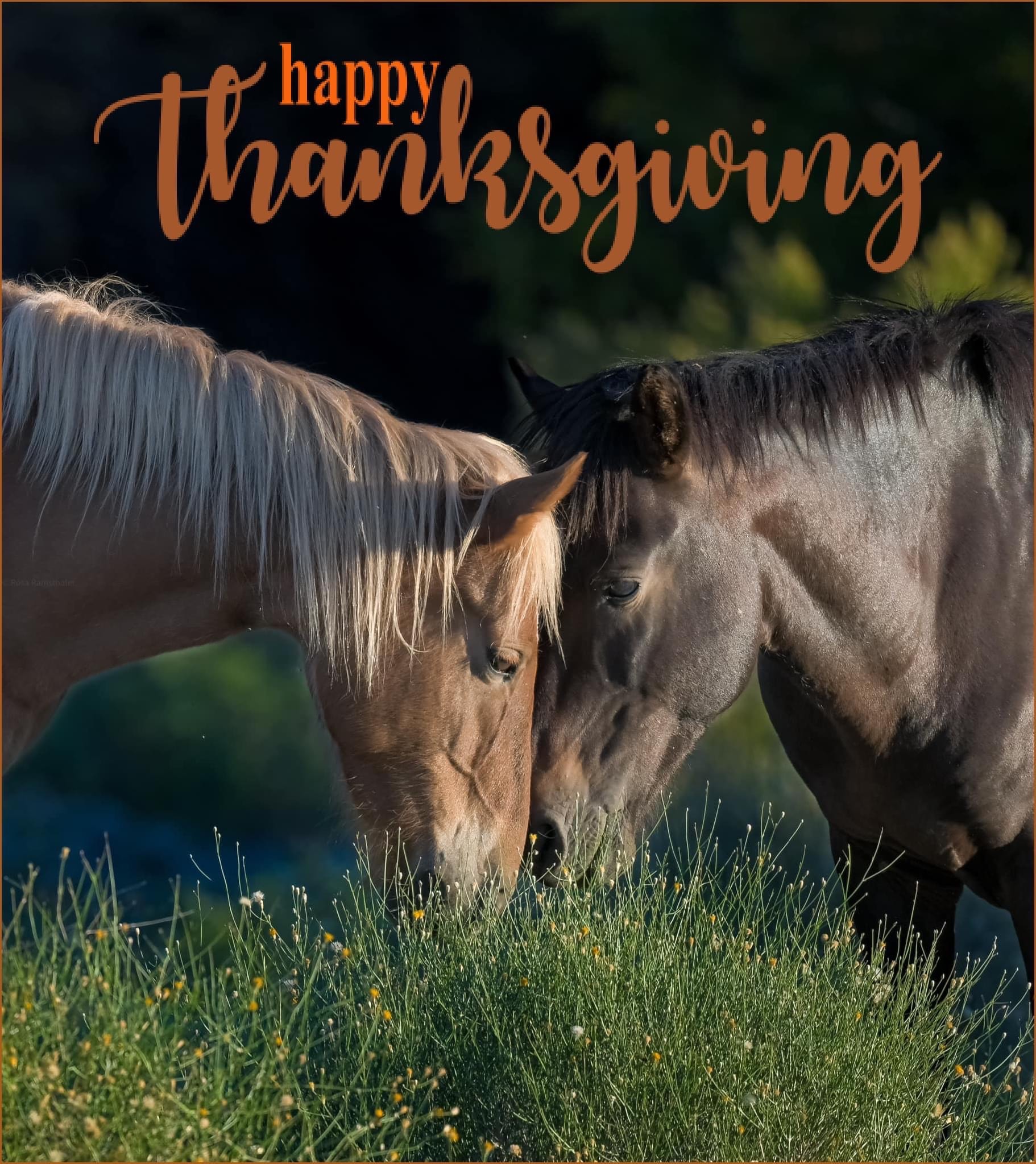 Happy Thanksgiving!