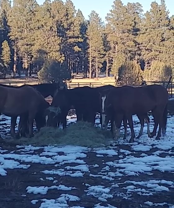 For those of you interested in wild horse behavior…(hopefully everyone?)
