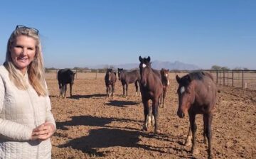 Alpine Wild Stallions – Gelded!