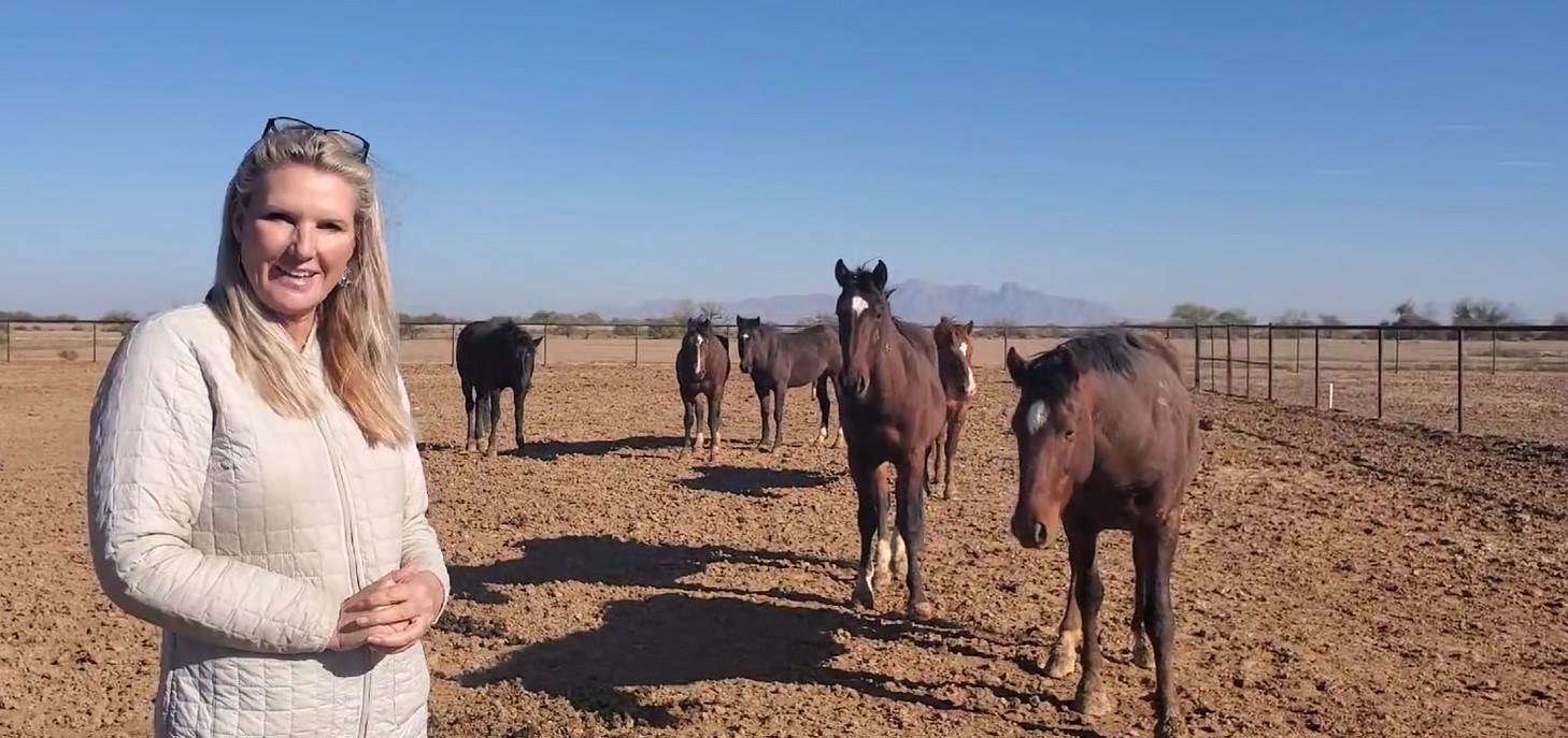 Alpine Wild Stallions – Gelded!