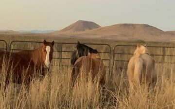 We still have several more rescues to thank for making this weekend’s Christmas miracle happen!!