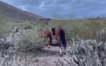 [Video] Volunteers walk Salt River boys back to the “safe zone”!