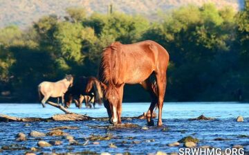 How amazing is it to see them grow up wild and free?