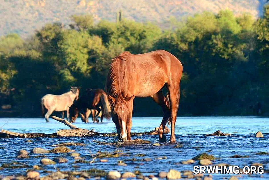 How amazing is it to see them grow up wild and free?