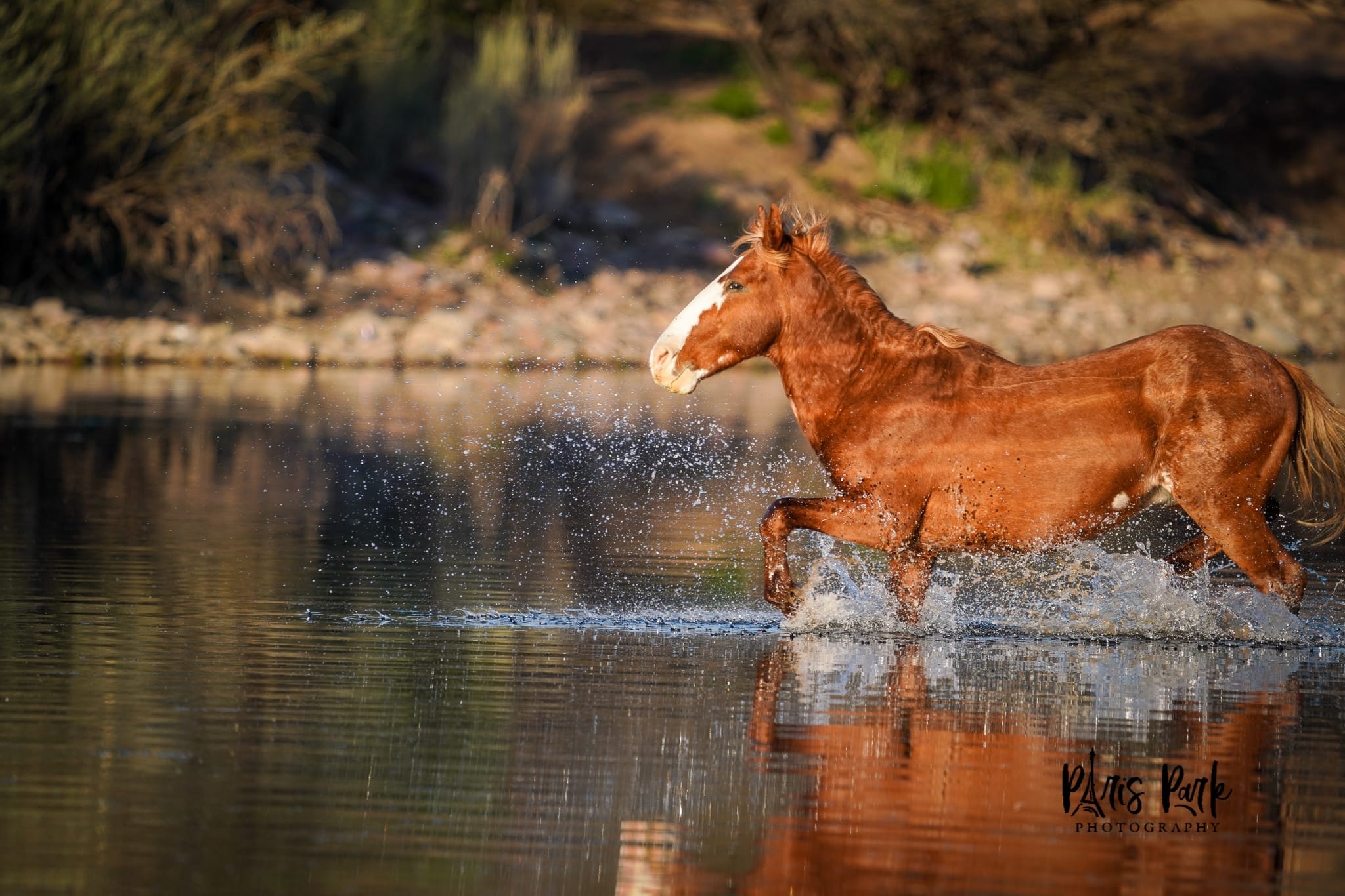Meanwhile on the Salt River everything is the way it is supposed to be.