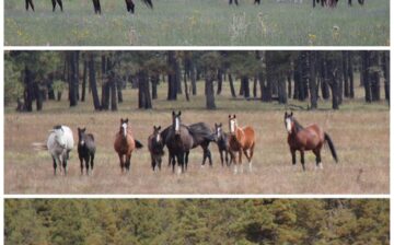 Thank you, Wild Horse Refuge!