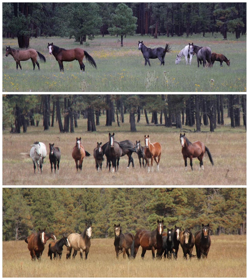 Thank you, Wild Horse Refuge!