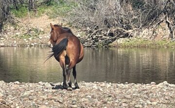Happy Salt River Season! Rec areas are now open.