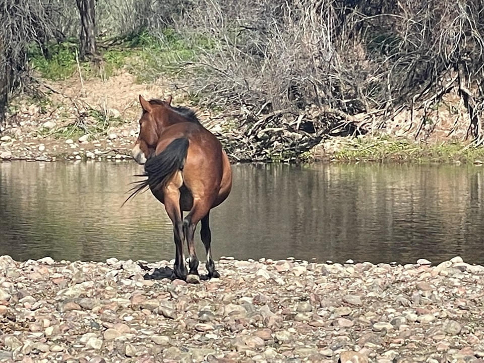 Happy Salt River Season! Rec areas are now open.