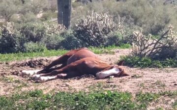 When you sleep so soundly, passers by think you’re dead 😴
