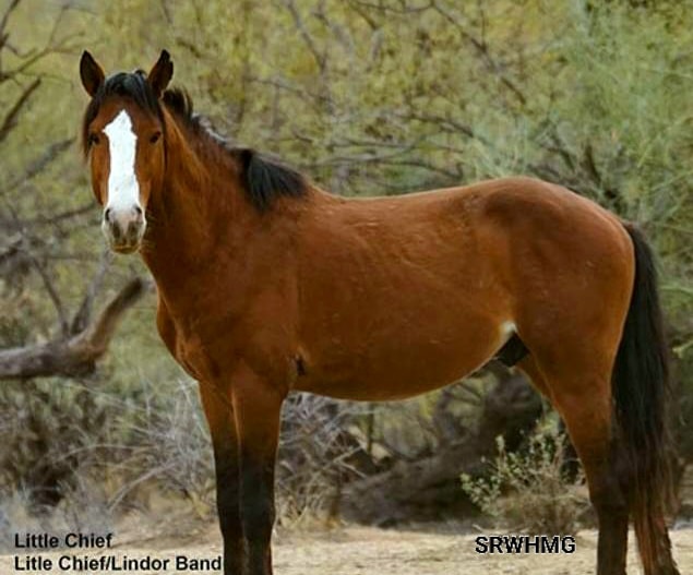 That was wild! Everyone, meet Little Chief 🐎