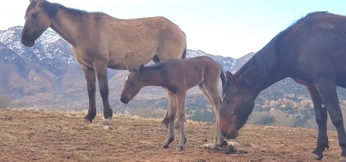 Look what we have!