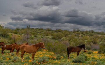 Wild horses, wild flowers and wild weather!